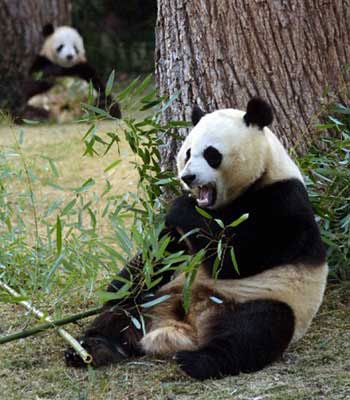 Für den Pandabär ist crownbamboo kein Problem, da dieser nur die süßen und jungen Bambuspflanzen friesst.